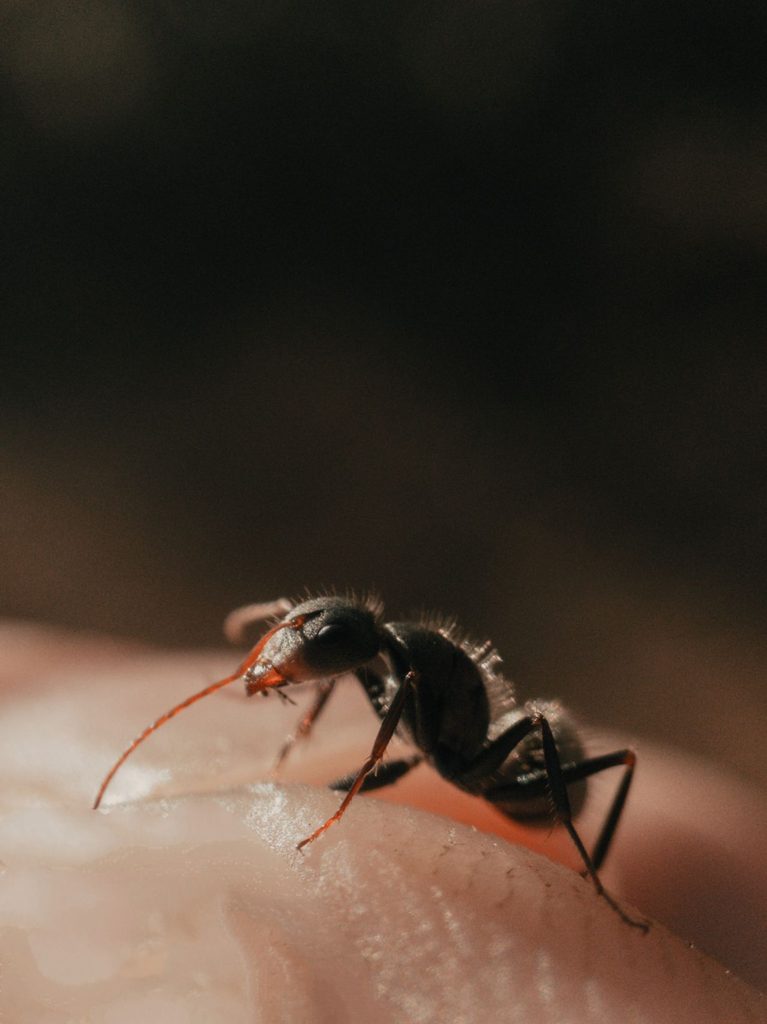 개미